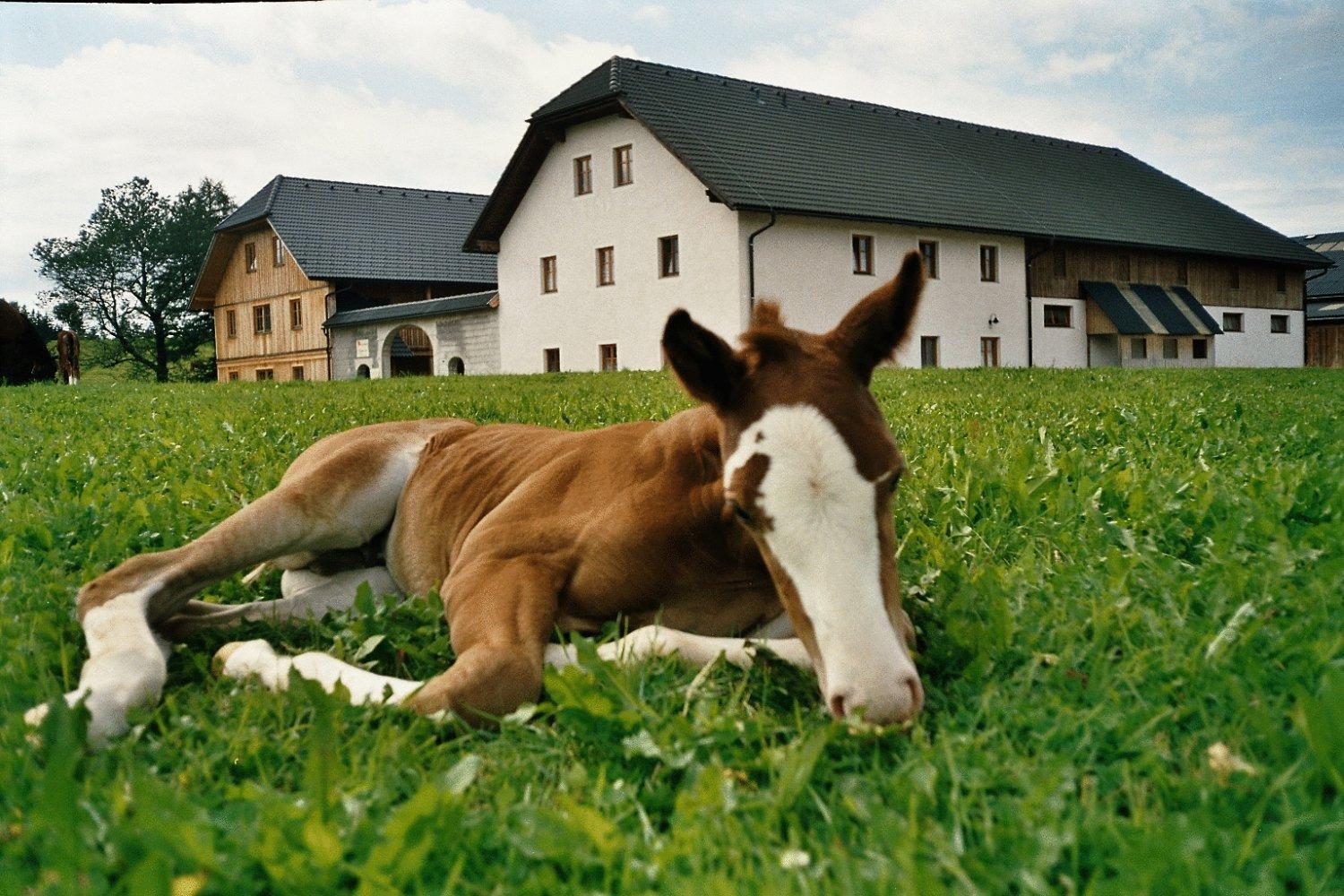 Espi-Stables Ferienhof Esterhammer Liebenau  Esterno foto