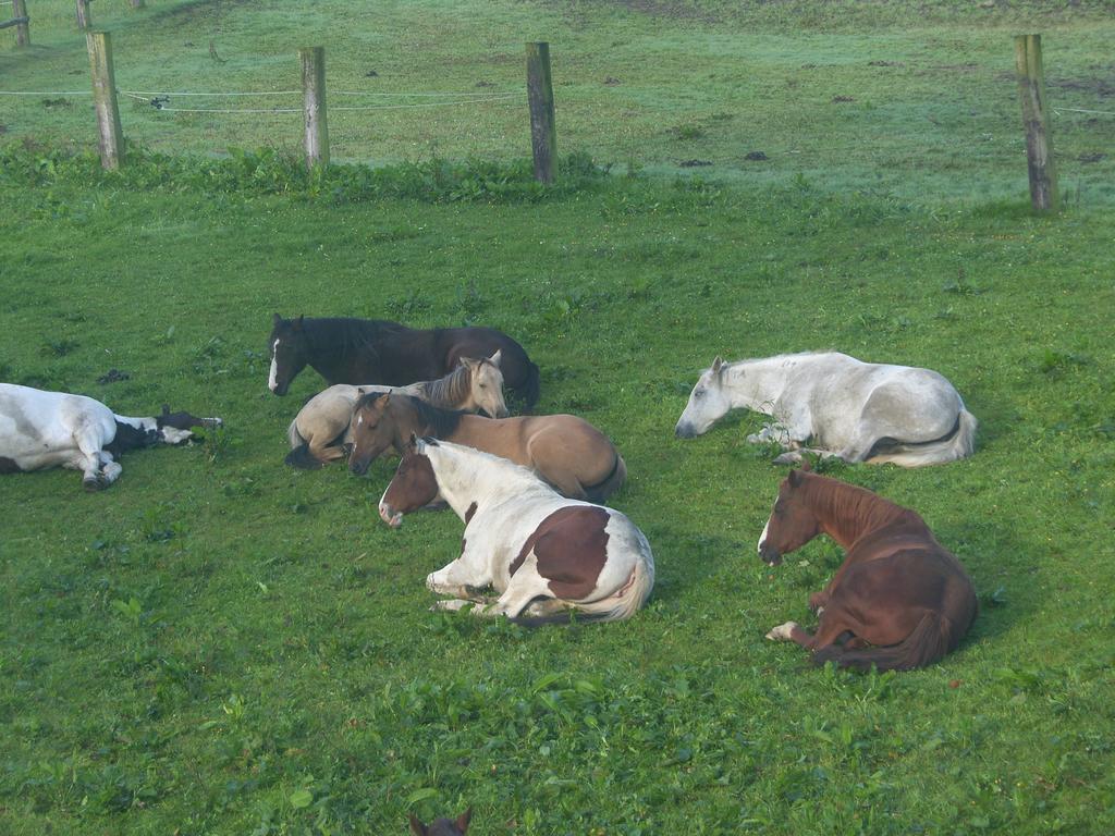 Espi-Stables Ferienhof Esterhammer Liebenau  Esterno foto